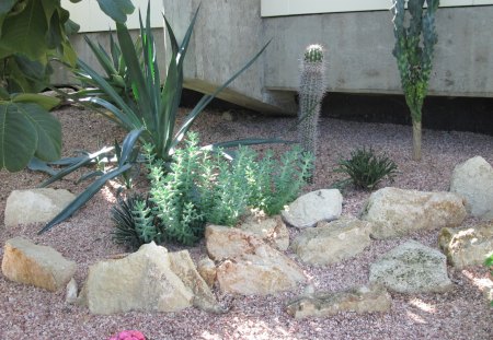 A marvelous day at Edmonton garden 29 - garden, rocks, pink, flowers, photography, stones, cactus, green