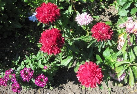 A marvelous day at Edmonton garden 30 - red, garden, soil, brown, flowers, photography, soil photography, green