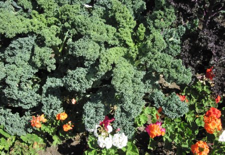 A marvelous day at Edmonton garden 31 - white, garden, flowers, photography, orange, green