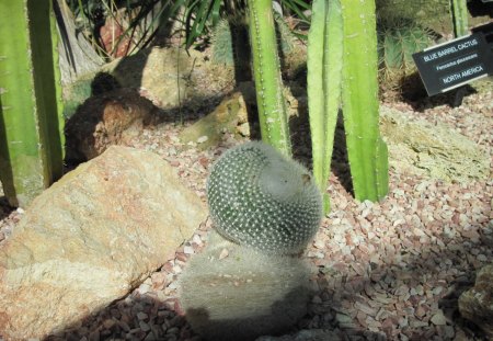 A marvelous day at Edmonton garden 32 - Flowers, garden, green, photography, Cactus, stones, rocks