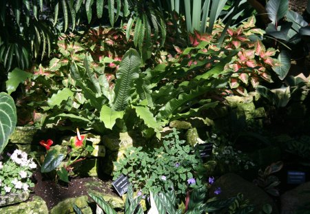 A marvelous day at Edmonton garden 36 - flamingo lily, Flowers, garden, red, green, photography, Fields, leaves