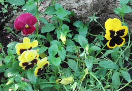 A marvelous day at Edmonton garden 44 - black, Flowers, yellow, garden, red, green, photography, pansy