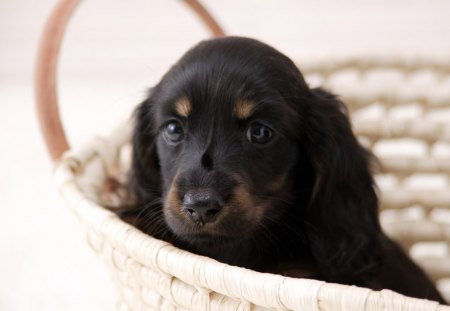 ❥•٠ - black, cute, rating, puppy