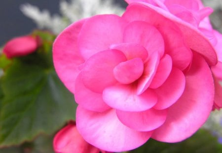 The Blushing Begonia - begonia, flower, pink, petals, beautiful, spring