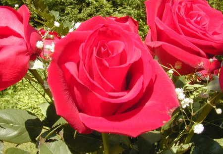 ~Gorgeous Roses~ - red, roses, pretty, petals, flowers, nature