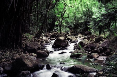 The Hawaiian Stream - trees, peaceful, water, stream, hawaii, rocks, nature, flowing, forest