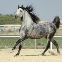 Dappled Grey Prancer