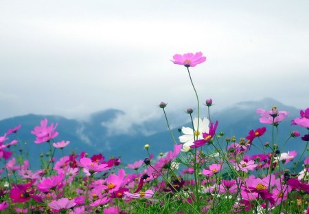 pink flowers - flowers, pink, mountain, wild