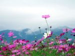 pink flowers