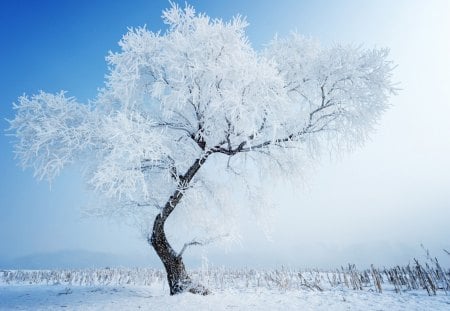 Tree-Winter - winter, sky, tree, snow