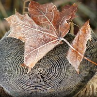 Dry leaf