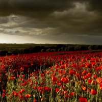 Poppy flowers