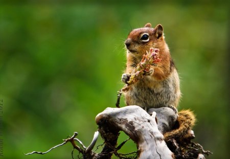 Chipmunk - chipmunk, flower, tree, bough