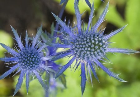 Unique flowers - flowers, unique, nature, blue