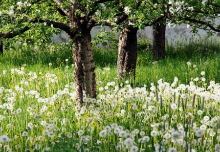 Sping - flowers, trees, fields, green, spring