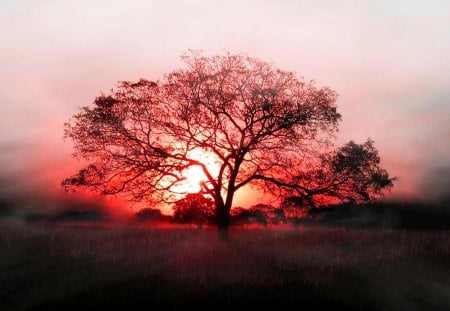 Tree - black, red, shadow, tree, sun