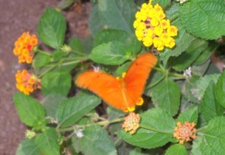 A Butterfly - butterfly, plant, flower color