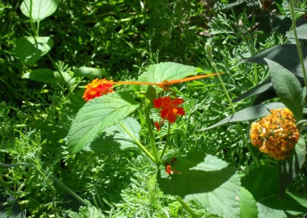 Butterfly - plant, orange, colors