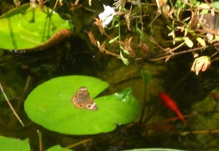 Butterfly - water, fish, lily