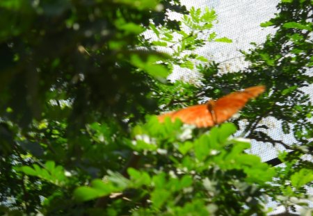 Butterfly - orange, tree, green, sky