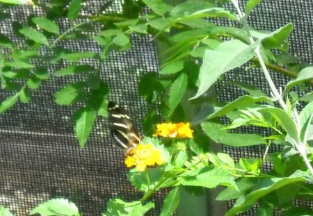 Butterfly - yellow, plants