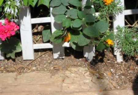 Flowers - colors, fence