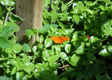 Butterfly - butterfly, plant