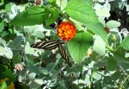 Zebra Butterfly - butterfly, flower, plant