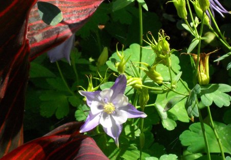 Flower - plant, purple, pretty