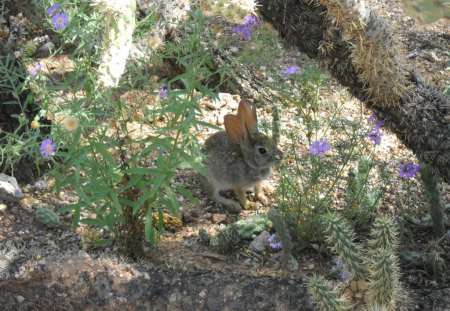 Rabbit - rabbit, plants, ground, flowers, tree