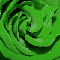 Green Rose Upclose