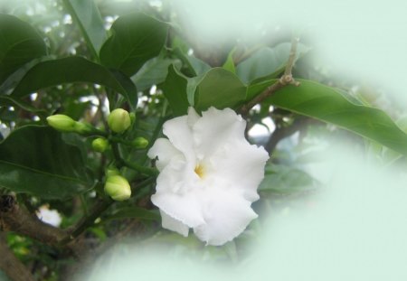 PURE WHITE - white, leaves, buds