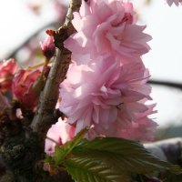 Garden Flower