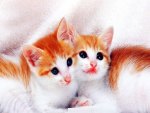 Cute kittens