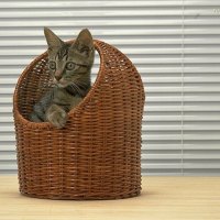 Kitten in basket