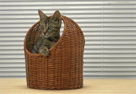 Kitten in basket - cats, kittens