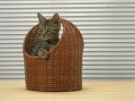 Kitten in basket