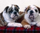 Bulldogs