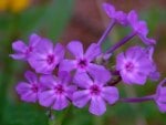 Violet flowers