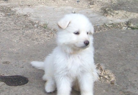 WHITE GSD PUP