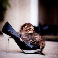 kitty