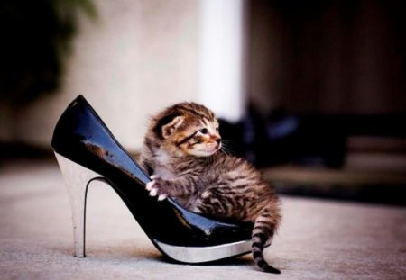 kitty - animal, shoe, funny, size, kitty