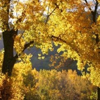 YELLOW LEAVES