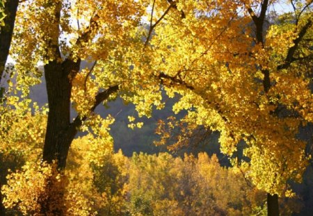 YELLOW LEAVES - leaves, yellow, trees