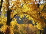 YELLOW LEAVES