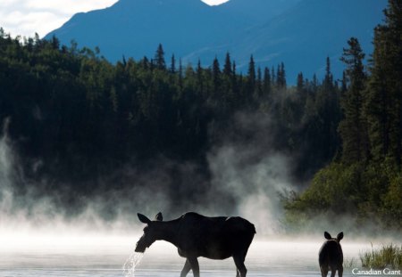 moose and calf - canada landscape, moose and calf