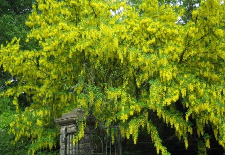 laburnum tree - tree, yellow, laburnum, clapham