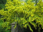 laburnum tree