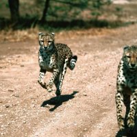 In Pursuit CHEETAHS