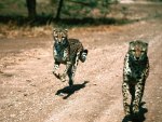 In Pursuit CHEETAHS